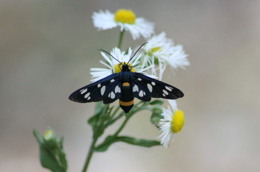 Amata phegea - Erebidae Arctiinae.........dal Trentino
